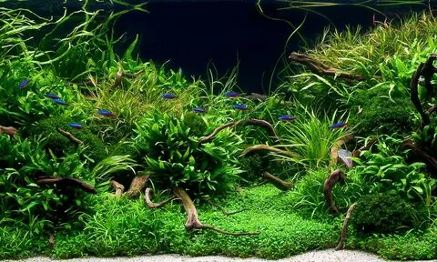 Plant aqua