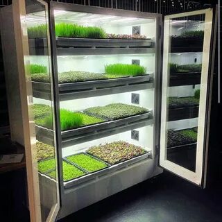 Хранения растения