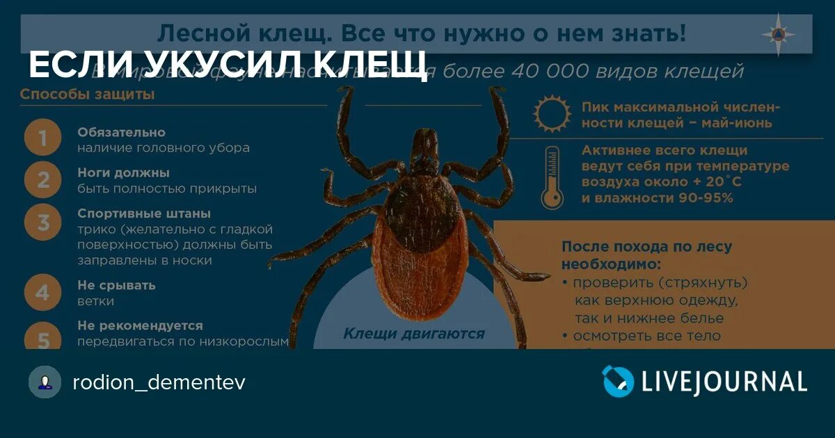 Укус клеща что делать если укусил клещ. Как выглядит сыпь при укусе клеща. Лекарства после укуса клеща для человека. Что делать если укусил клещ человека.