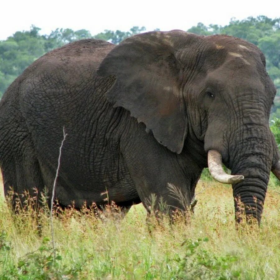 Масса самого большого животного на земле. Слон Йоси. Большой Африканский слон. Гигантский слон. Самый большой слон.