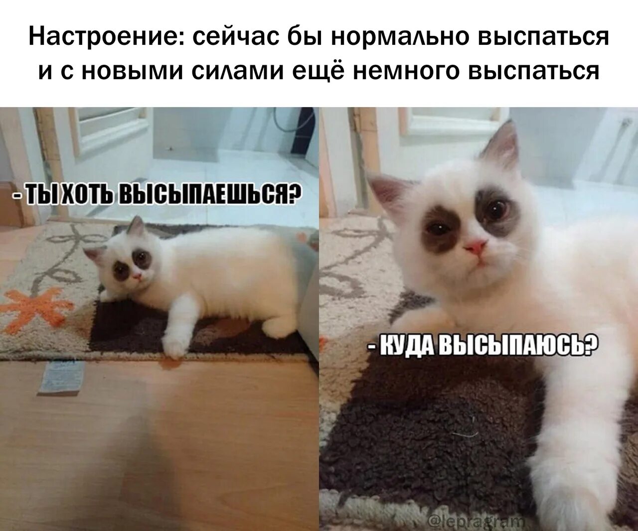 Кот Мем. Коты мемы. Куда высыпаюсь. Ты высыпаешься куда высыпаюсь кот.