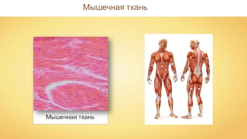 ткани человека презентация. строение тканей человека анатомия. ткани эпителиальная соединительная мышечная. соединительная ткань мышечная ткань нервная ткань эпителиальная. мышечная соединительная ткани.