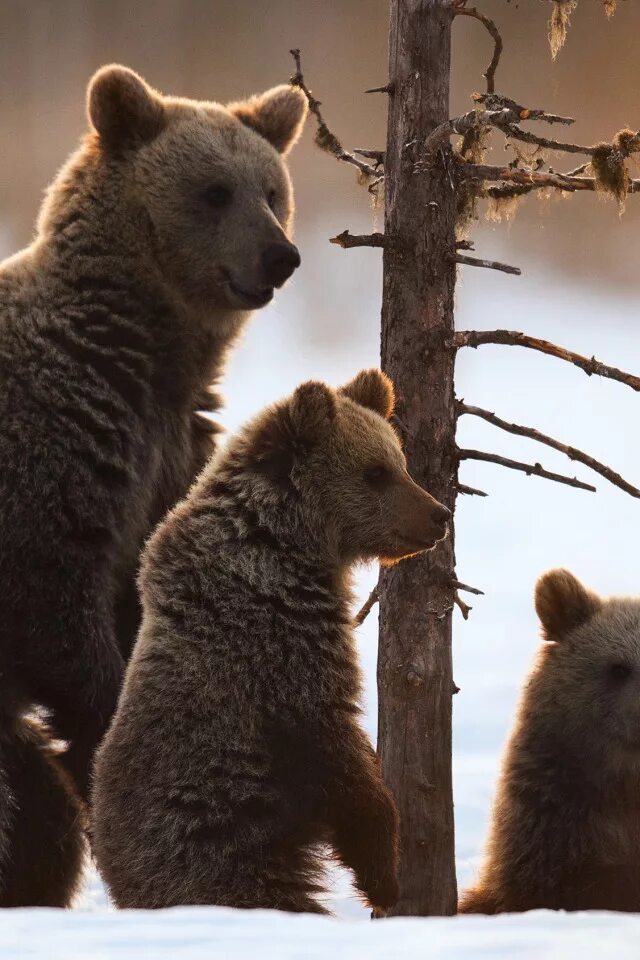 Медведь с медвежонком. Медведица с медвежатами. Три медвежонка. Семья медведей. Фотографии 3 медведей
