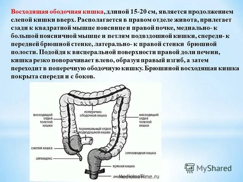 Внутренняя поверхность кишечника. Восходящая ободочная кишка анатомия человека. Восходящий отдел толстой кишки функции. Восходящая ободочная кишка (Colon ascendens) характеризуется:. Восходящий отдел толстой кишки анатомия.