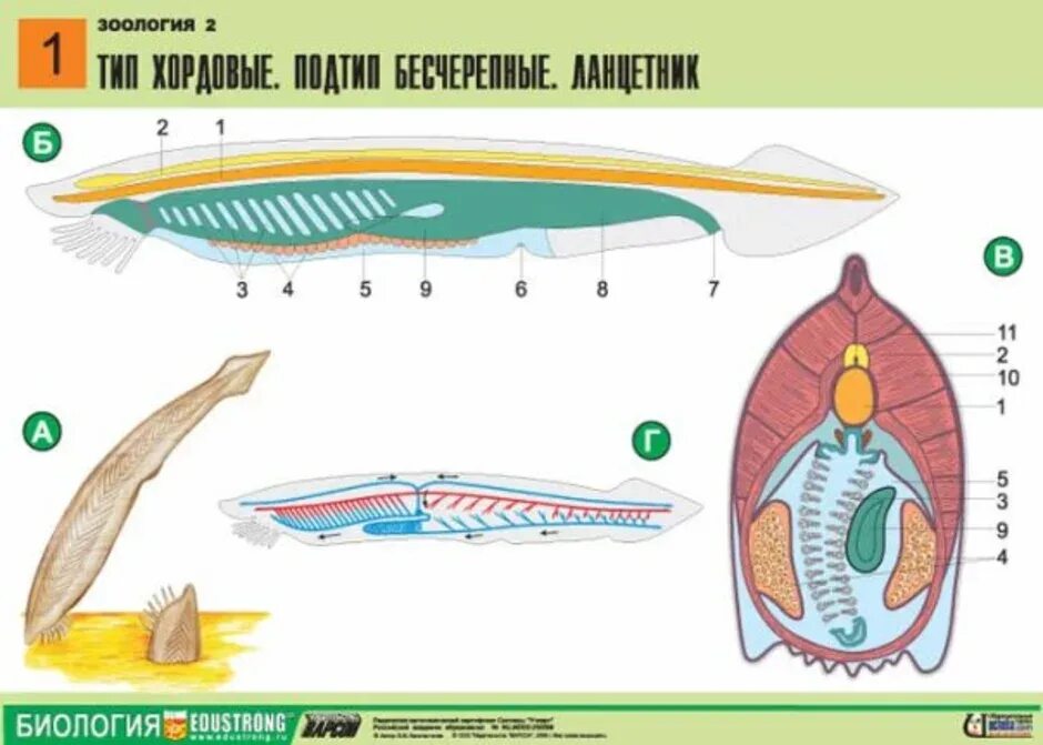 Диафрагма у хордовых. Схема внутреннего строения ланцетника рис 108. Внутреннее строение ланцетника биология. Бесчерепные ланцетник. Строение внутреннего строения ланцетника.