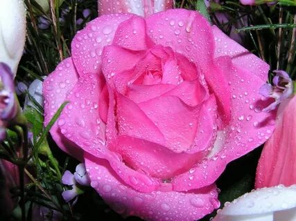 Rose beauty