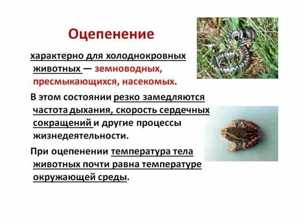 Оцепенение. Оцепенение земноводных. Оцепенение у холоднокровных животных. Оцепенение примеры животных.