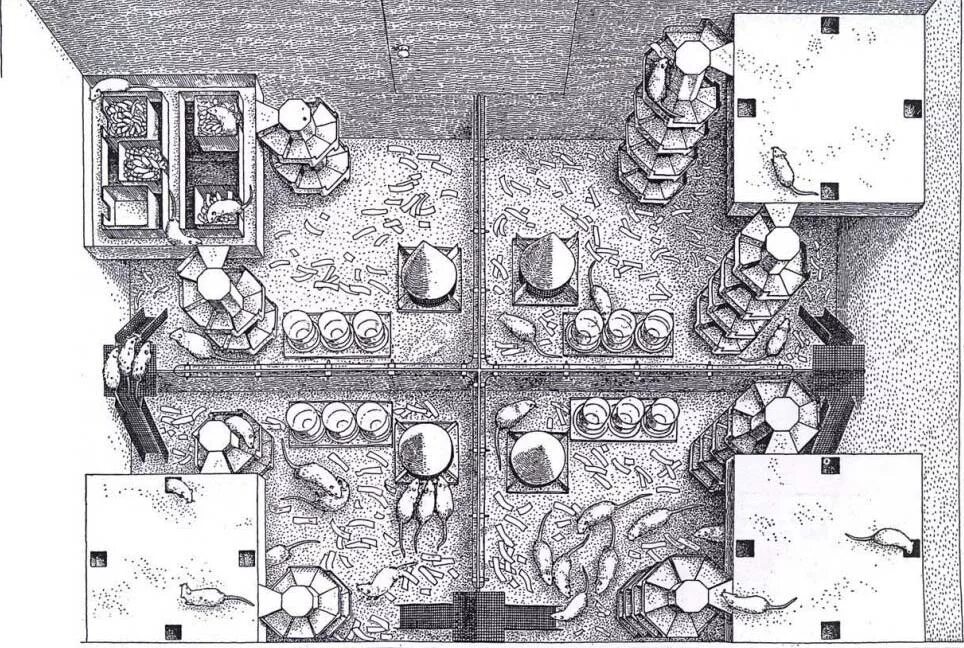 Крысиный рай эксперимент Вселенная 25. Джон Кэлхун мышиный рай. Мышиный рай Вселенная 25. Эксперимент с мышами Вселенная 25.