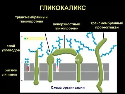 Молекулы вещества гликокаликса