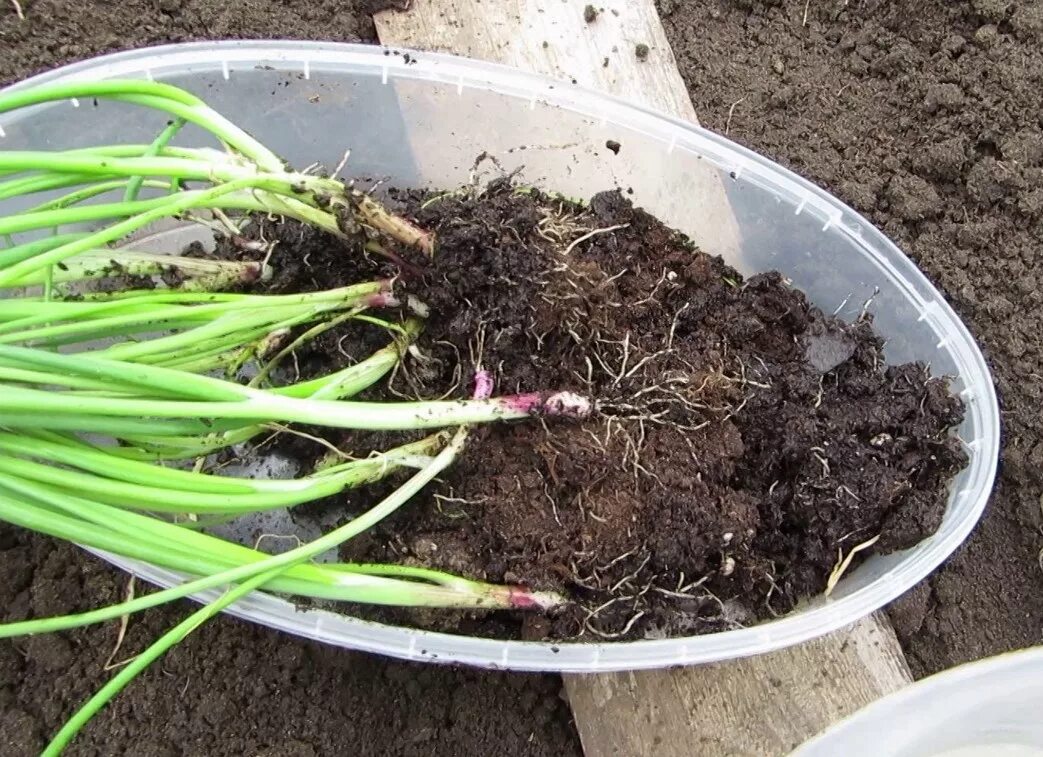 Лук экшеби. Лук репчатый эксибишен. Эксибишен. Лук порей эксибишен. Рассада эксибишен.