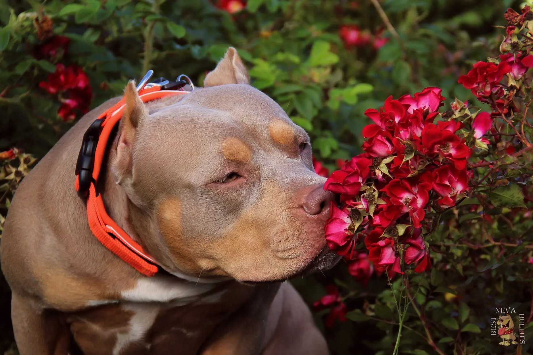 Best bully