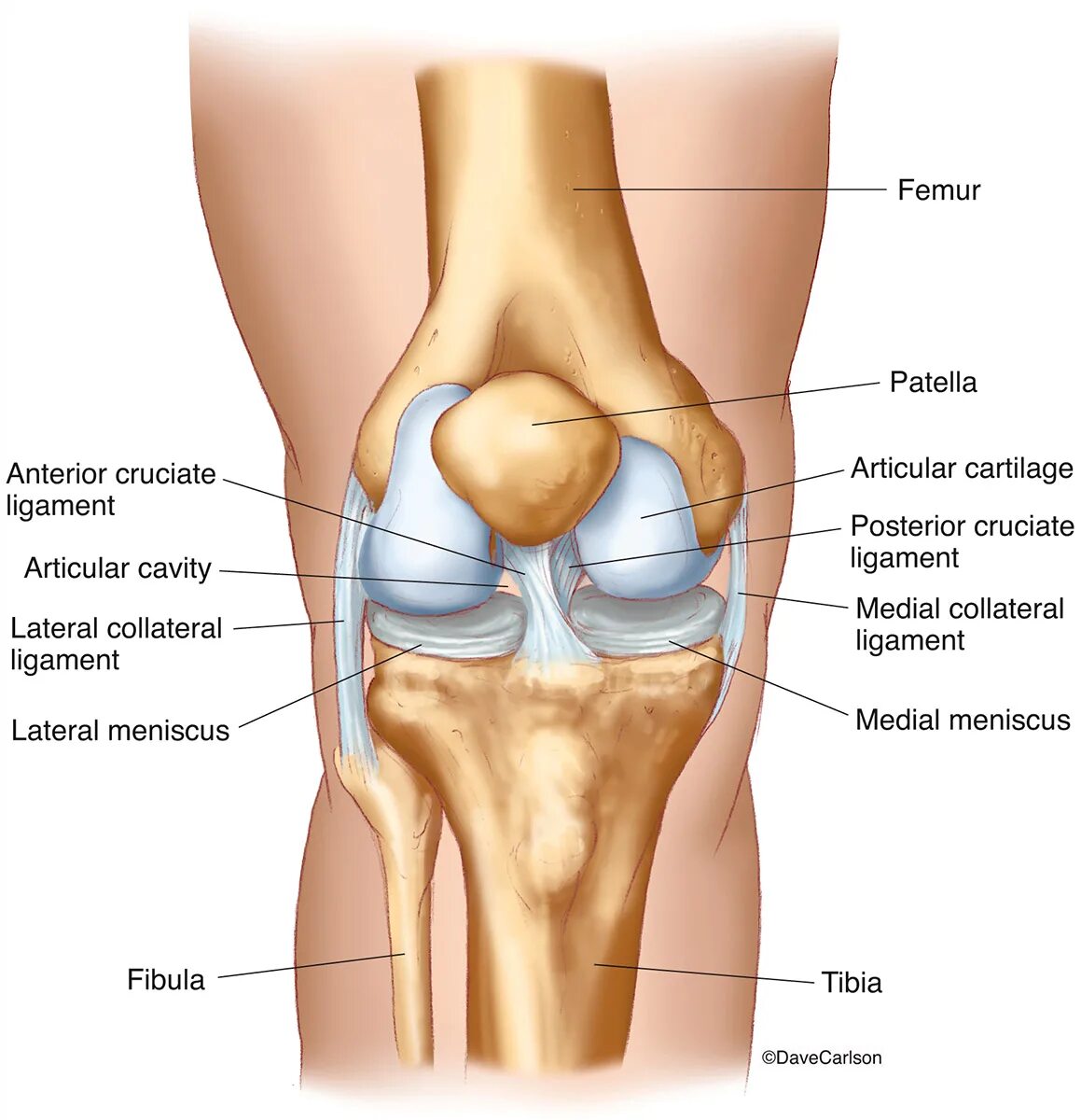 Связочный аппарат коленного сустава анатомия. Knee Joint Anatomy. Коленный сустав анатомия строение. Коленный сустав анатомия 3d.