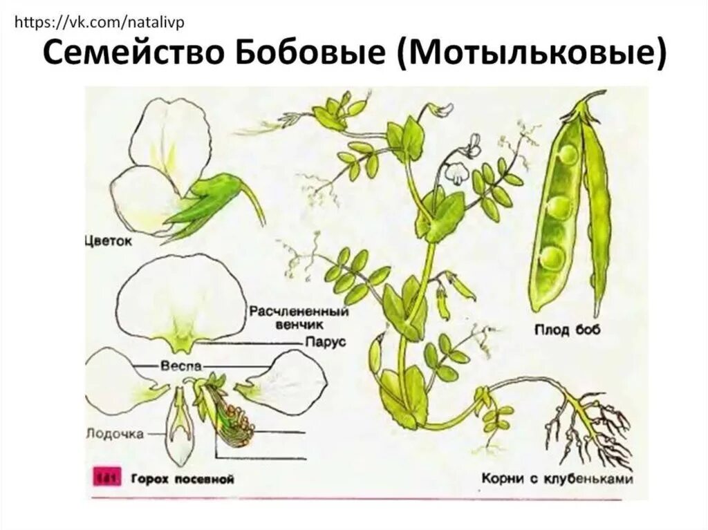 Схема растения семейства бобовых. Строение семейство бобовых. Горох посевной. Бобовые Мотыльковые Бобы. Горох растение семейства бобовых. Формула цветка семейства мотыльковые бобовые