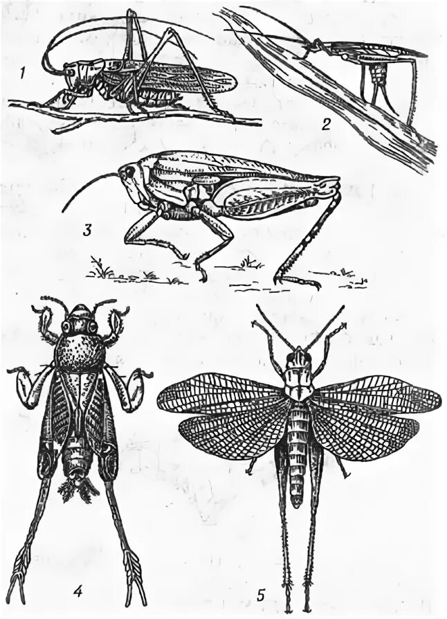 Прямокрылые насекомые развитие