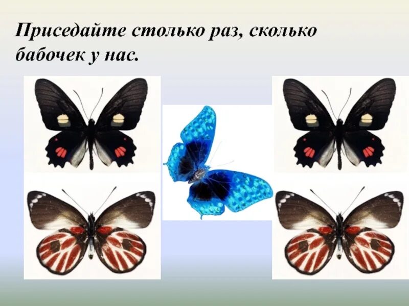 Картинка приседаем столько раз сколько бабочек у нас. Занятие бабочка. Столько раз, сколько. Сколько бабочек. Сколько лет бабочке