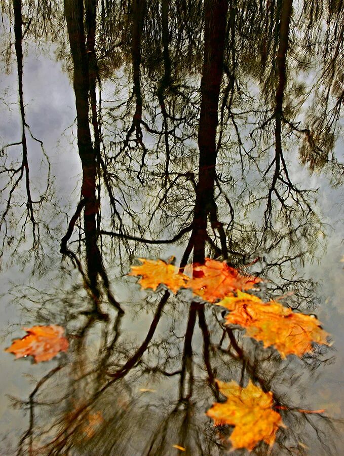 Осень звон. Дождливая осень. Осень дождь. Отражение осени. Осень отражение в воде.