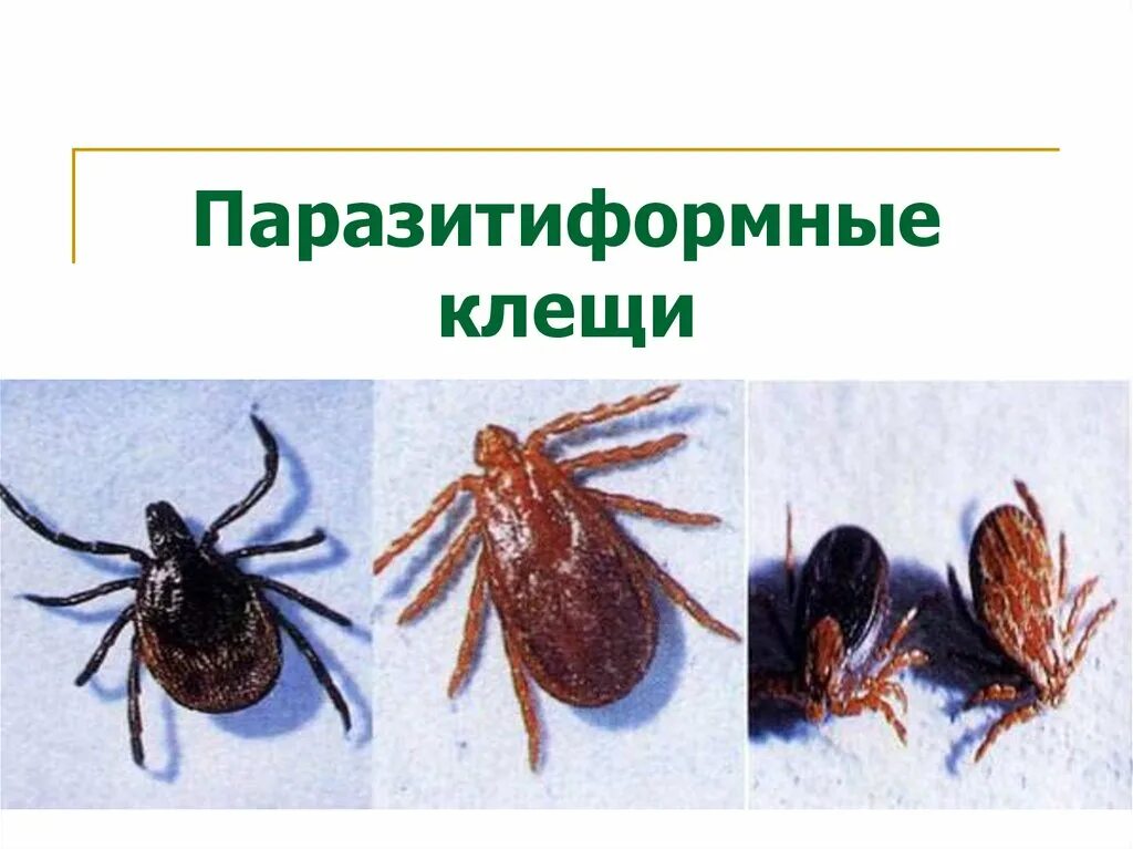Паукообразные клещи представители. Представитель отряда паразитиформные клещи. отряд паразитиформные клещи. паразитиформные клещи представители. семейство иксодовые – ixodidae :.