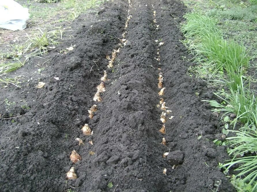 На 3 грядки посадили 27 луковиц. Посадка нарциссов осенью в грунт. Посадка луковиц. Тюльпаны на грядке. Высаживание луковиц в грунт.