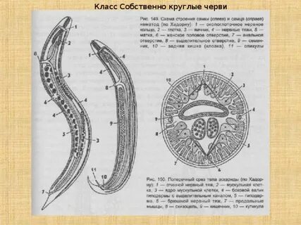 У круглых червей отсутствует
