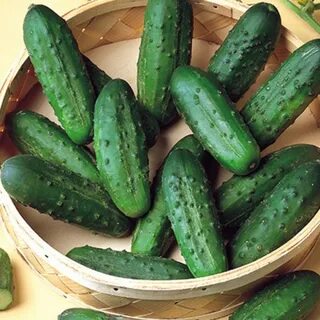 Огурец для засолки самоопыляемые