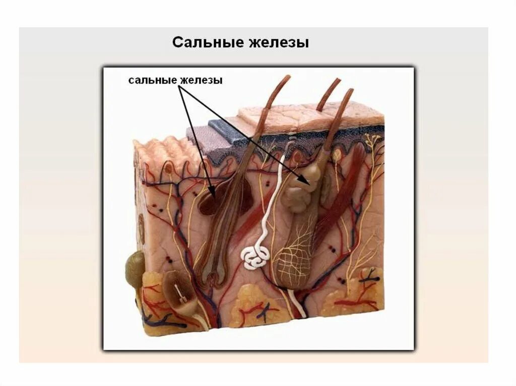 Строение кожи эпидермис дерма гиподерма. Эпителий эпидермис дерма. Слой 1) эпидермис 2) дерма 3) гиподерма. Слой строение функция эпидермис дерма подкожная клетчатка.