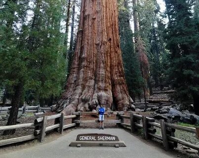 Hard times at sequoia state park