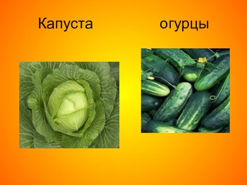 Салат капуста, огурец, редис пошаговый рецепт с фото. Автор рецепта Елена Знам