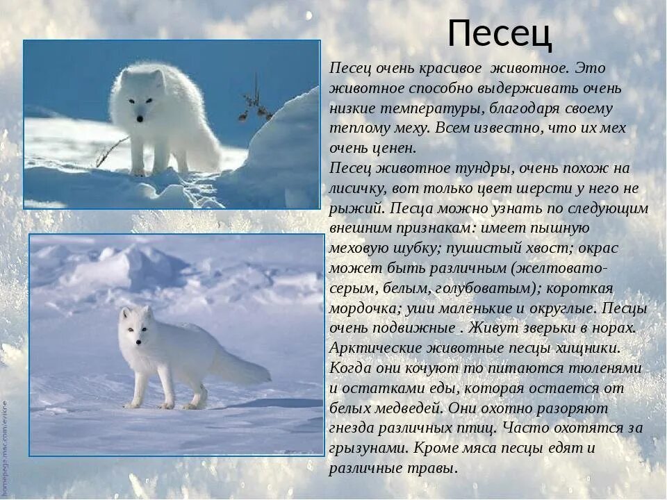 История полярный мир