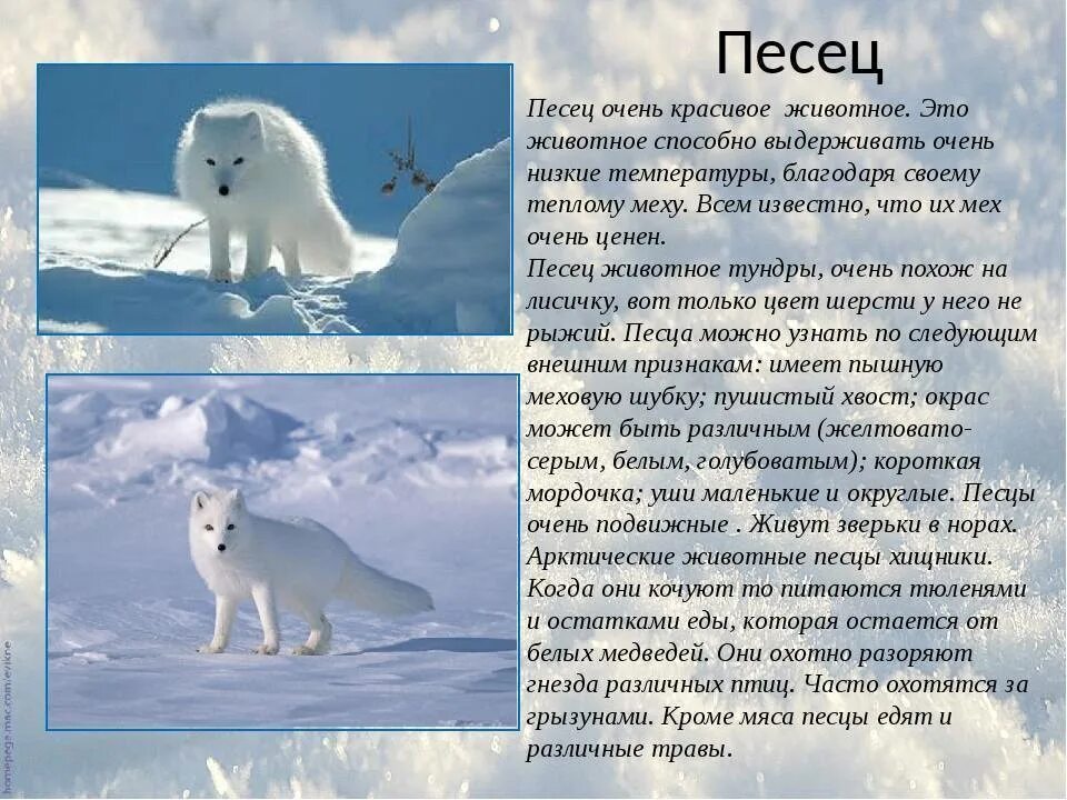 Песец арктических пустынь. Животные крайнего севера. Доклад о животных севера. Животные Арктики песец.