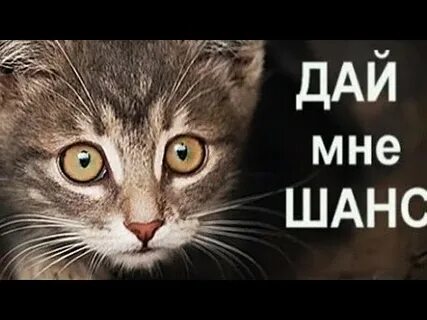 Да я последний