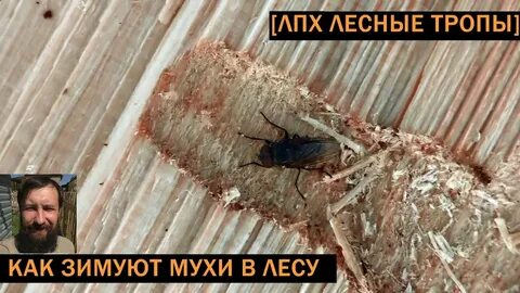 Муха зимой в доме