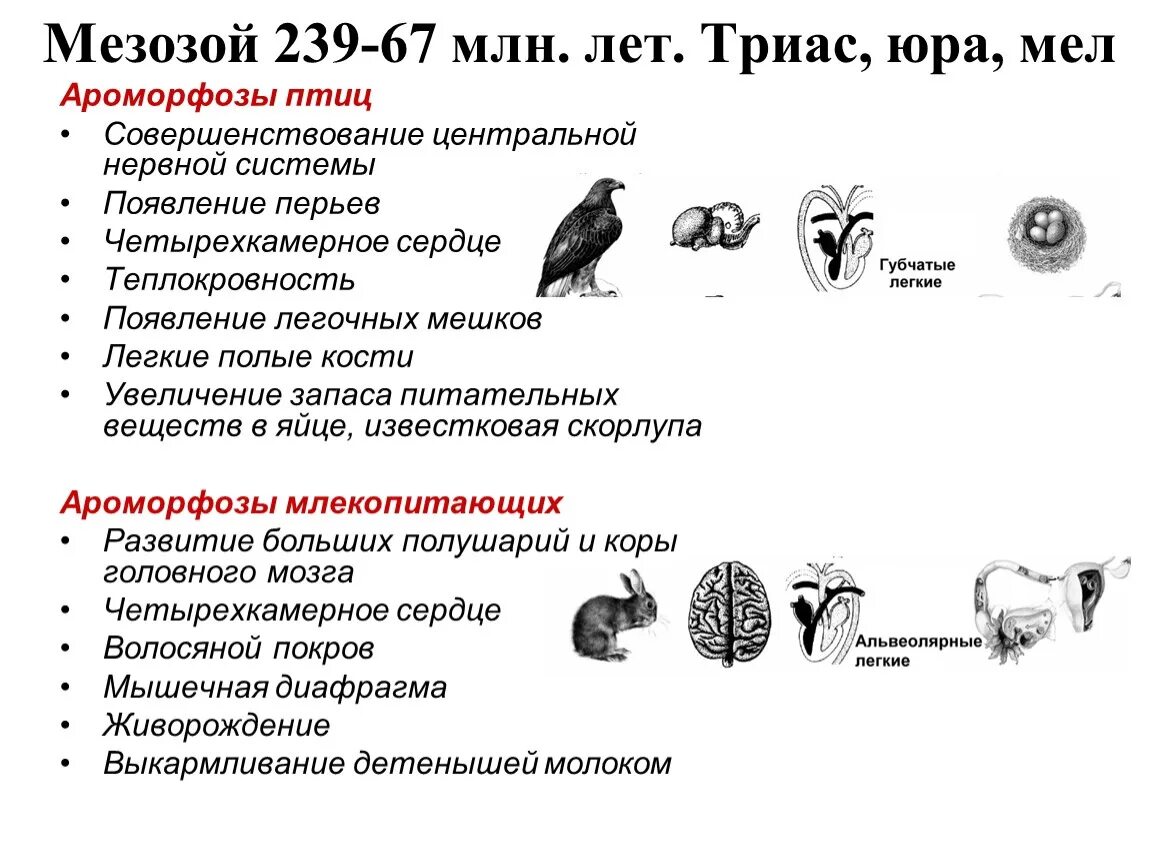 Примеры ароморфоза у птиц. Перечислите основные ароморфозы птиц 8 класс биология. Ароморфозы птиц таблица. Ароморфозы покрытосеменных птиц. Ароморфозы дыхательной системы позвоночных.