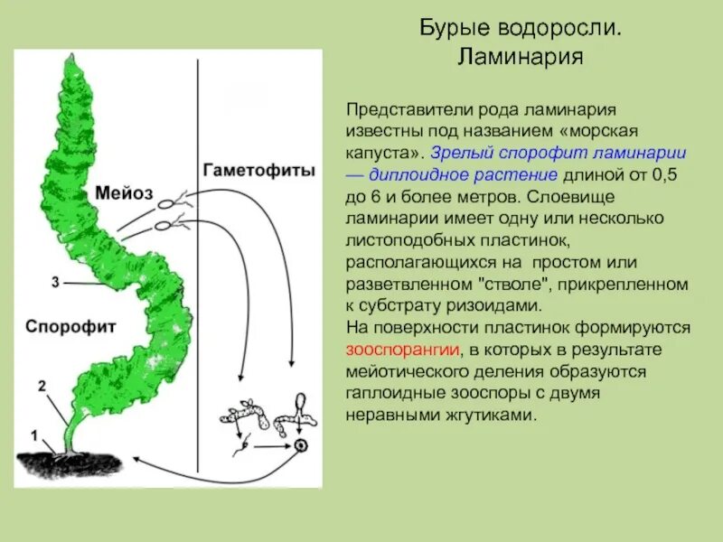 Схема ламинарии. Строение водоросли ламинарии. Строение таллома водорослей. Строение слоевища бурых водорослей. Гаметофит ламинарии.