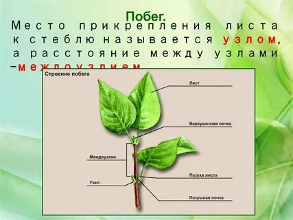 Как называется угол между листом и междоузлием