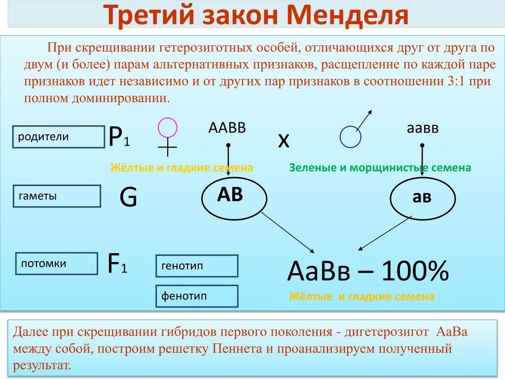 Схема скрещивания 3 закона Менделя. 3 Закон Менделя расщепление. 3 1 Закон Менделя расщепления. 3 Закон Грегора Менделя схема. Гетерозиготные особи имеют генотип