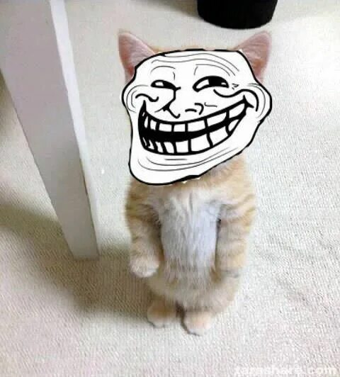 Троллинг животными. Котик тролль. троллинг кошек. троллинг кошек картинкой. белый кот тролль.