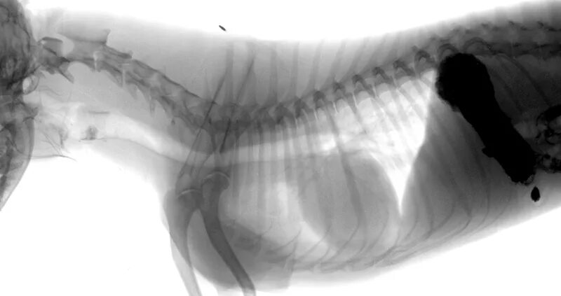 Стеноз у собак. Хиатальная грыжа у собаки рентген. Мегаэзофагус у собак рентген.