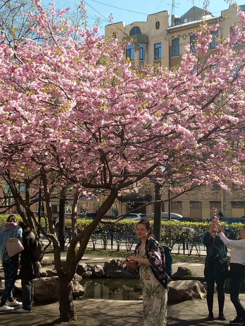 Сад дружбы в Санкт-Петербурге Сакура. Сад дружбы в Санкт-Петербурге на Литейном Сакура. Сад дружбы на Литейном проспекте. Сад дружбы на Литейном Сакура.