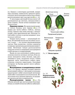 Строение генеративных органов растения