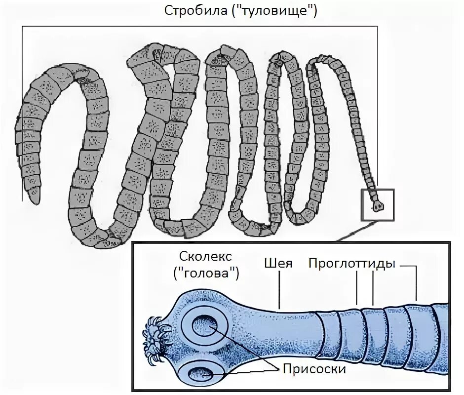 Редукция паразитов