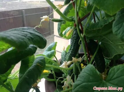 Желтеют листья у огурца на подоконнике