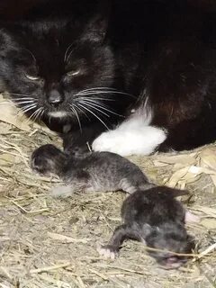 Котенок 1 день