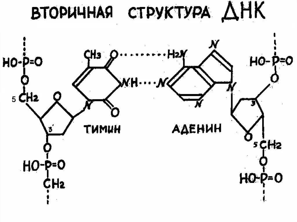 ДНК вторичная структура схема строения. Первичная структура ДНК формула. Вторичная структура ДНК формула. Вторичная структура молекулы ДНК.