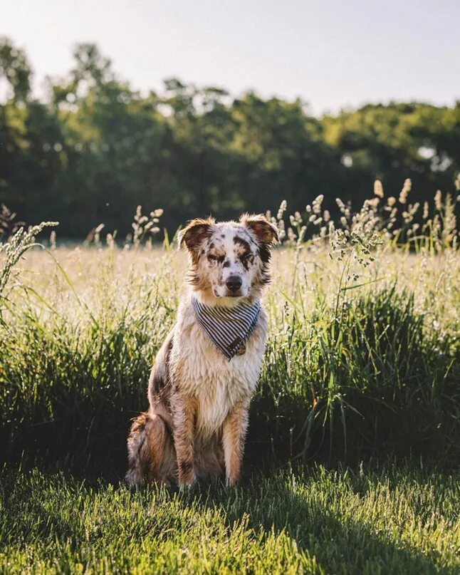 Стих сергея есенина сукин сын. Стихотворение сукин сын сергей есенин. Снова выплыли годы из мрака и шумят как ромашковый луг. Мне припомнилась нынче собака. Стих сергея есенина сукин сын.
