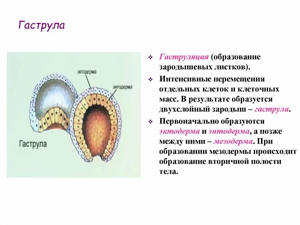 Гаструла образуется в результате. Гаструла эктодерма энтодерма. Гаструляция 3 зародышевых листка. Образование гаструлы описание. Гаструла гастроцель.