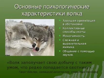Характер волка