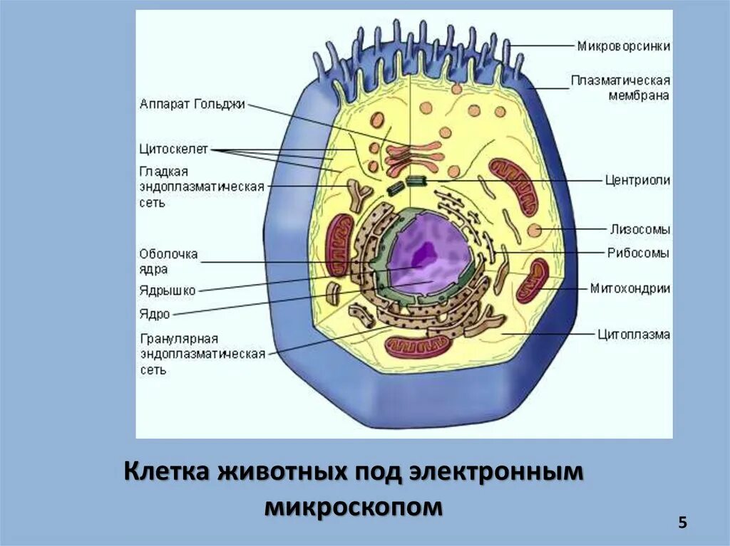 Структура клетки рисунок. Структура клетки эукариот растительной. Строение клетки животного. Строение эукариотической животной клетки. Строение эукариотических клеток у растений животных.