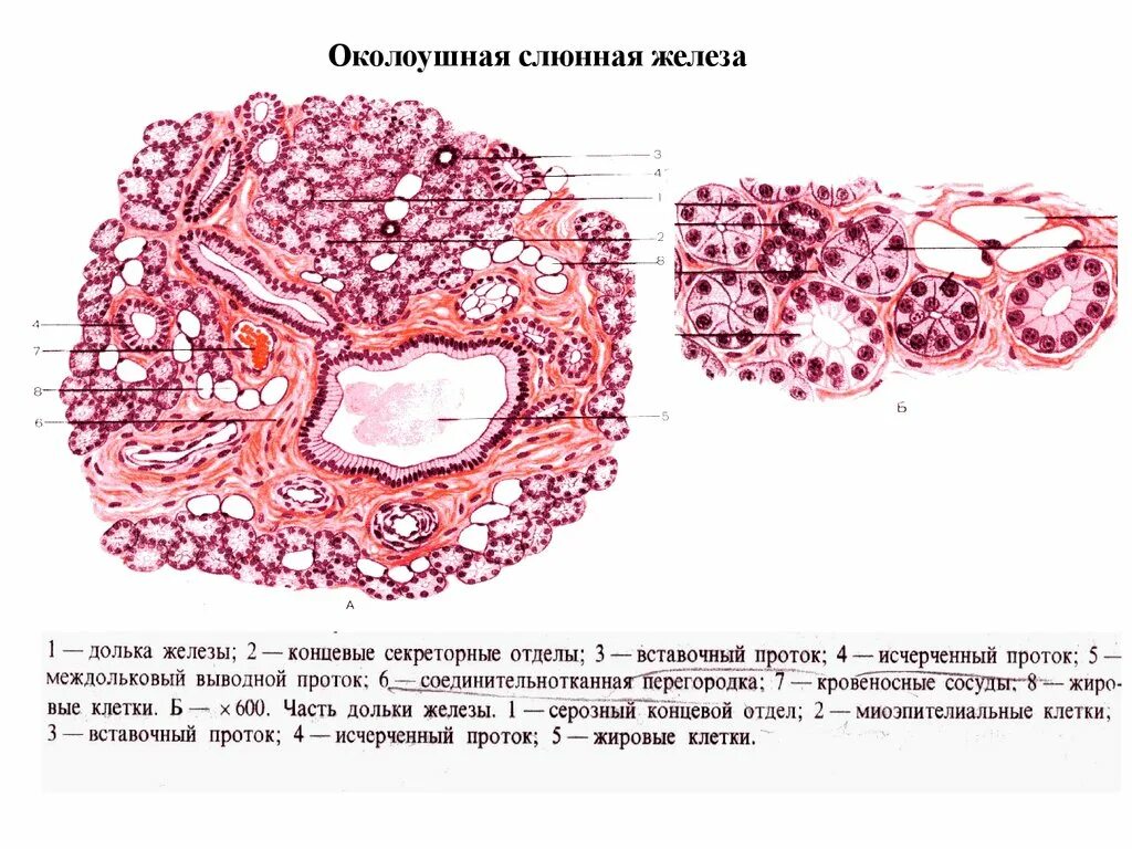 Околоушная слюнная железа гистология препарат. Строение околоушной железы гистология. Поднижнечелюстная слюнная железа гистология препарат. Околоушная белковая слюнная железа препарат гистология. Препарат околоушной железы