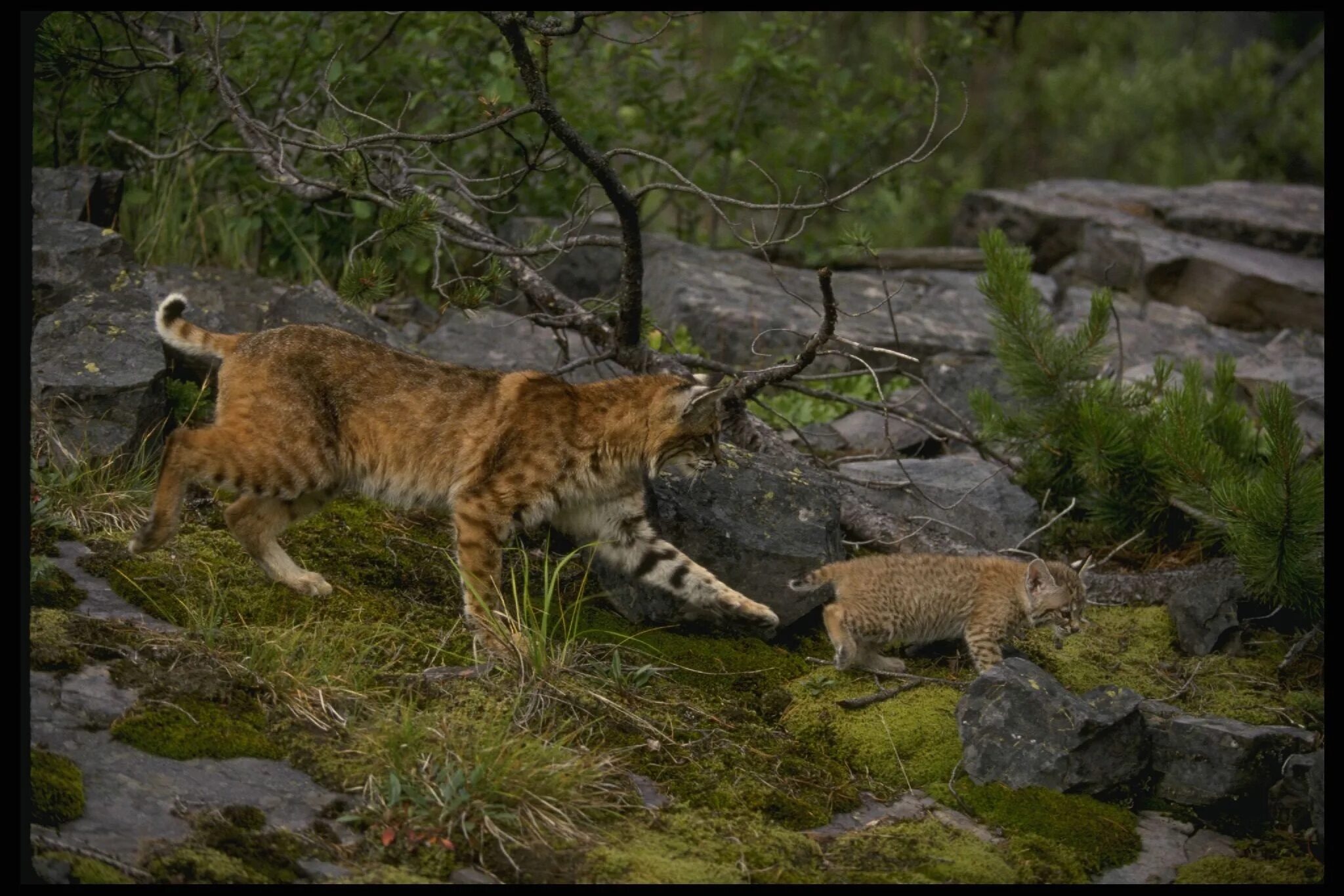 Рысь (Lynx Lynx) в дикой природе. Беловежская пуща Рысь. Рысь Кедровая Падь. Пума и Рысь.