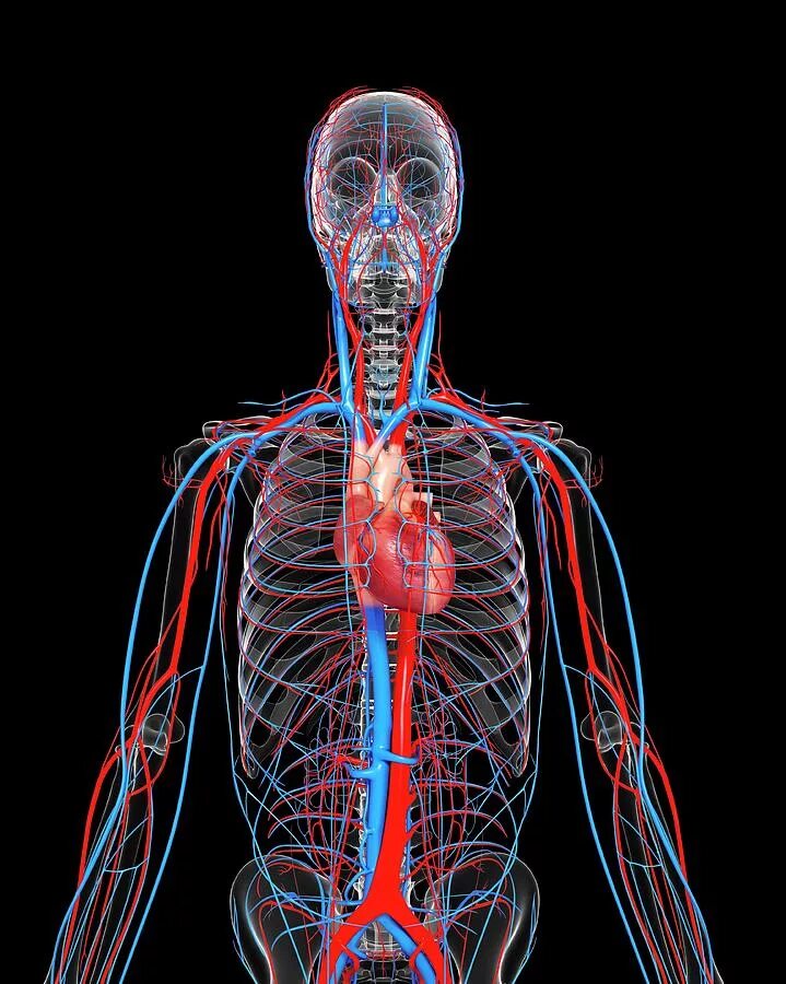 Cardio System. Cardiovascular System Anatomy Black. Blood System. Cardiovascular system